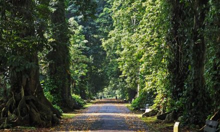 Kebun Raya Bogor, Tempat Wisata Legendaris, Prioritas Jalan-jalan Murah Meriah Bersama Keluarga
