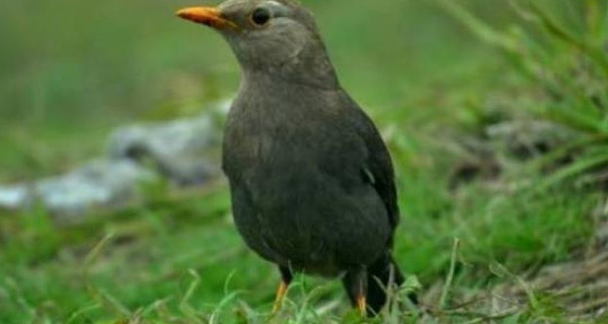 Anis Gunung, Burung Pemandu di Gunung Lawu