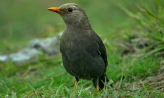 Anis Gunung, Burung Pemandu di Gunung Lawu